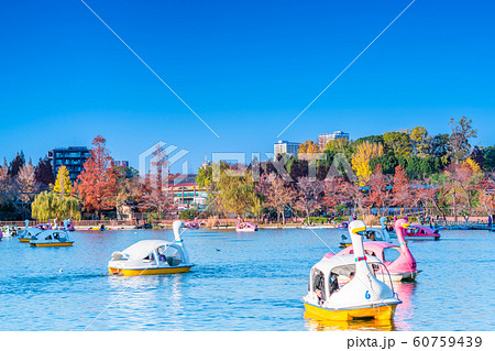東京 上野公園 秋の不忍池 東京 上野公園 秋の不忍池 60759439