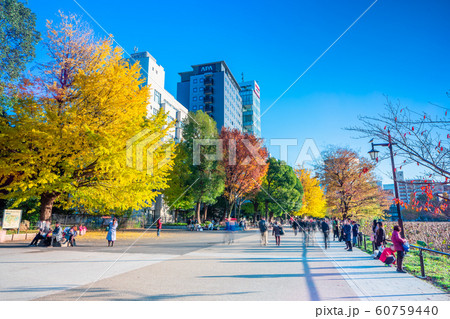東京　上野公園　秋の不忍池 60759440