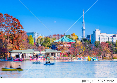 東京 上野公園 秋の不忍池 東京 上野公園 秋の不忍池 60759442