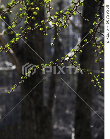 風景自然植物写真　カラマツの新芽　宝石のように光る緑の絡まる 60759568