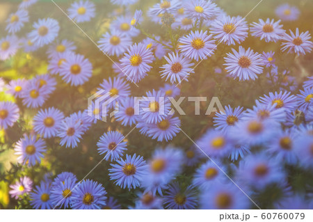 Field with blue daisies in the sunlight with copy 60760079