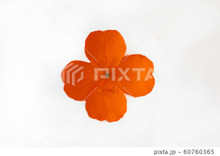 yellow orange flower with four petals isolated on yellow orange flower with four petals isolated on 60760365