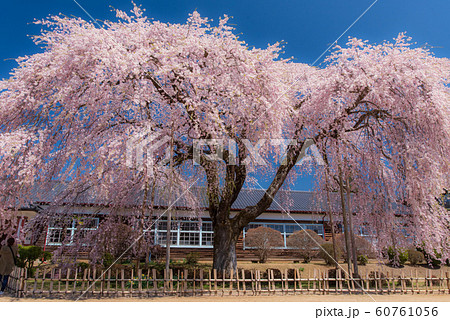 長野県飯田市　旧山本中学校杵原校舎の桜 60761056