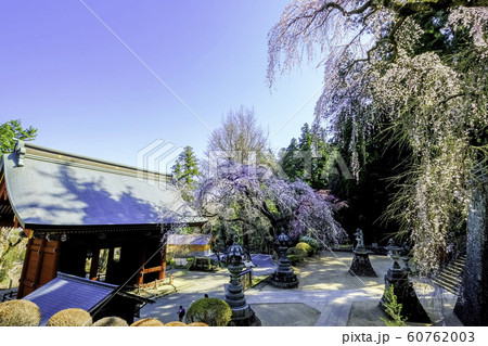 桜咲く妙義神社境内 60762003