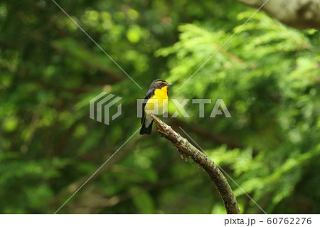 キビタキ　黄色と黒の野鳥 60762276