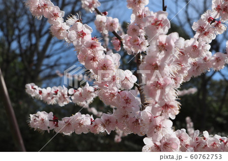 梅の花　豊後 60762753