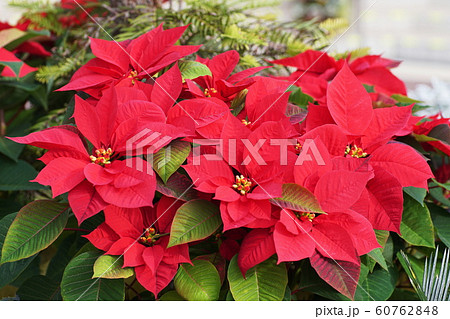 ポインセチア　Poinsettia  60762848