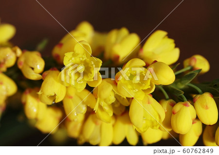 マホニア・メディア ”バックランド”　　Mahonia x media 60762849