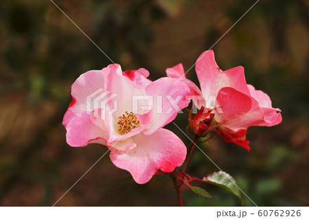 バラ(薔薇) Rose バラ(薔薇) Rose 60762926