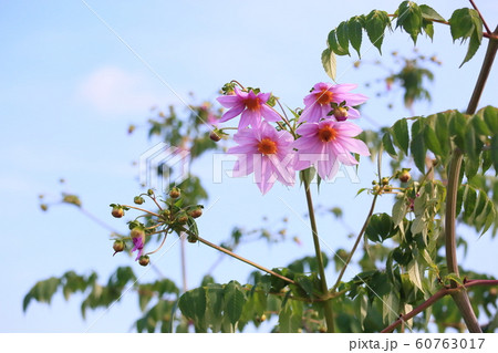 皇帝ダリアの花 皇帝ダリアの花 60763017