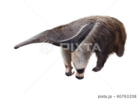 Giant anteater isolated on White Background. 60763208