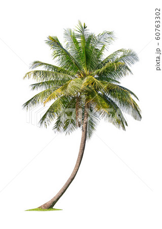 Isolated coconut tree on white background Low-cost Isolated coconut tree on white background Low-cost 60763302