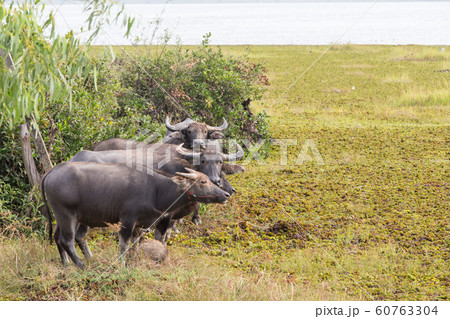 The water buffalo or domestic Asian water buffalo. The water buffalo or domestic Asian water buffalo. 60763304