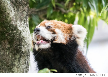 レッサーパンダ49 60763514