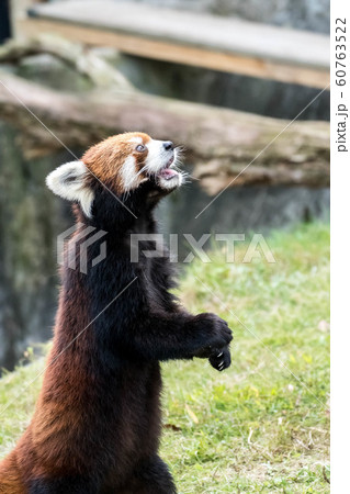 レッサーパンダ57 60763522