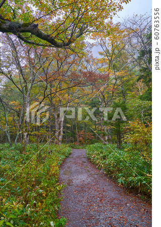 rainy day in trail way of kamikochi in autumn 60763556