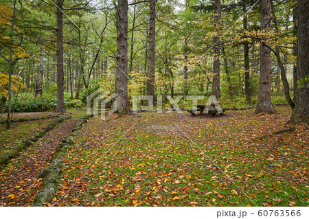kamikochi forest in autumn season japan travel 60763566