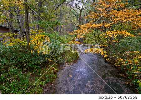 autum kamikochi with small Stream pond and yellow 60763568