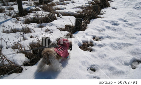 雪の積もった遊歩道を散歩する犬 雪の積もった遊歩道を散歩する犬 60763791