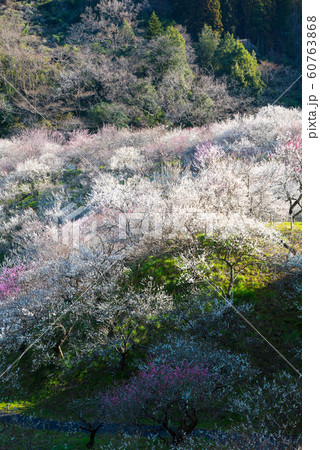 満開の梅の花 日本の梅林 （東京都八王子市 高尾梅郷 木下沢梅林） 2019年3月 60763868