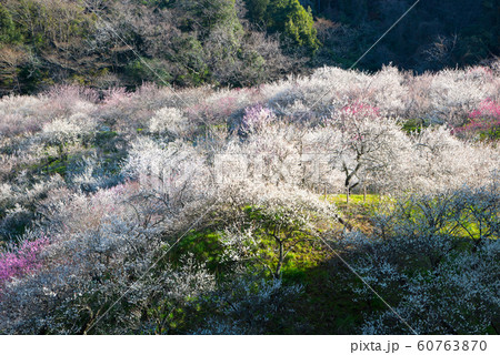 満開の梅の花 日本の梅林 （東京都八王子市 高尾梅郷 木下沢梅林） 2019年3月 60763870