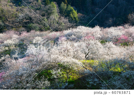 満開の梅の花 日本の梅林 （東京都八王子市 高尾梅郷 木下沢梅林） 2019年3月 60763871