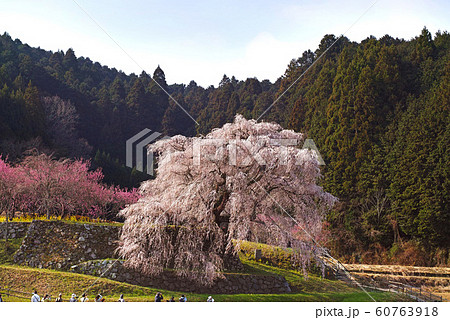 奈良県/ 又兵衛桜 奈良県/ 又兵衛桜 60763918