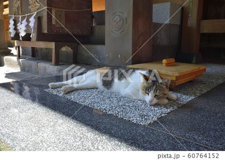 【神奈川県】横須賀　走水神社の境内にいた猫 60764152