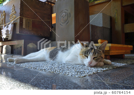 【神奈川県】横須賀　走水神社の境内にいた猫 60764154