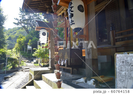 【神奈川県】横須賀 走水神社 拝殿と猫 【神奈川県】横須賀 走水神社 拝殿と猫 60764158