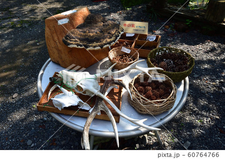 寸又峡の風景 60764766