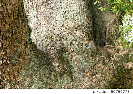 巨木の楠の幹 60764773
