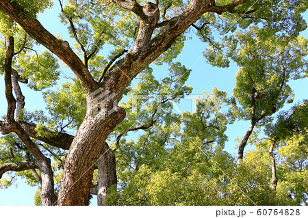 巨木の枝 60764828