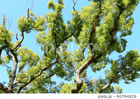 巨木の枝 60764829