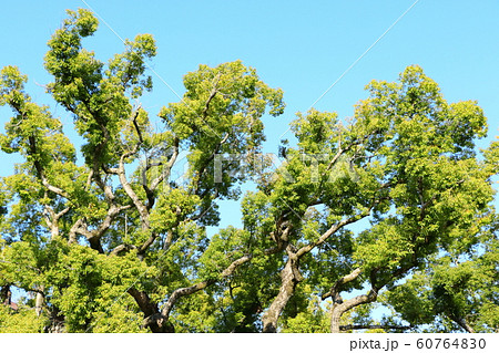巨木の枝 60764830