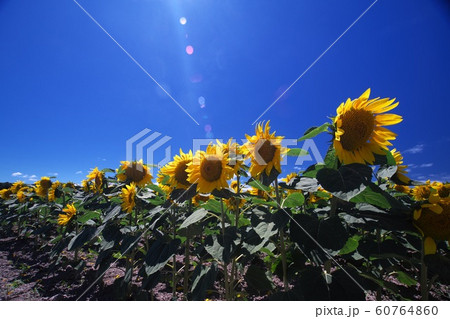 青空に咲き誇るひまわり 青空に咲き誇るひまわり 60764860