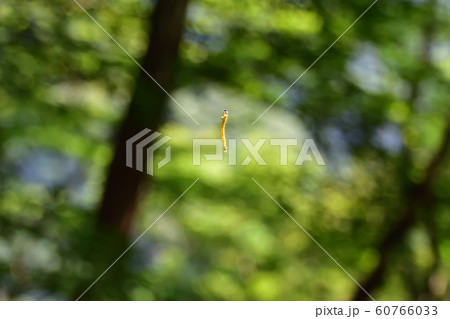 寸又峡の風景 寸又峡の風景 60766033