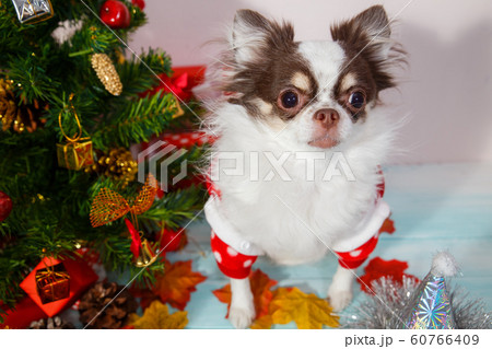 Adorable chihuahua dog wearing a New Year conical hat on festive background. 60766409