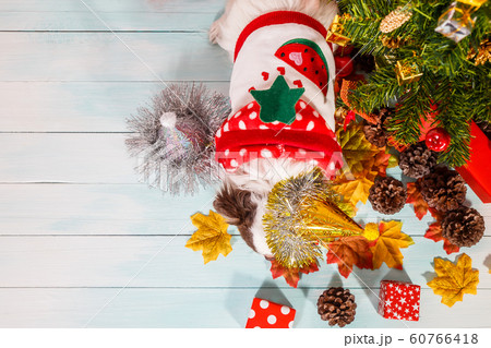 Adorable chihuahua dog wearing a New Year conical hat on festive background. 60766418
