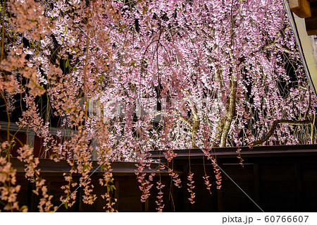 角館 夜桜 秋田県 角館 夜桜 秋田県 60766607