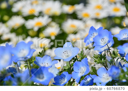 2019京都府立植物園 2019京都府立植物園 60766870