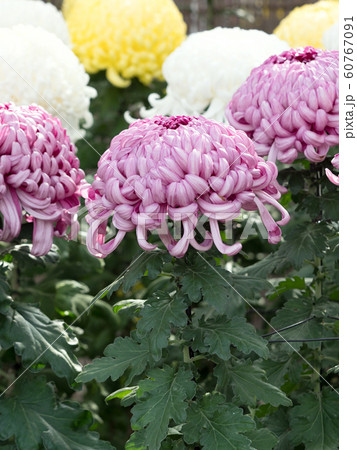 菊の花 菊の花 60767091