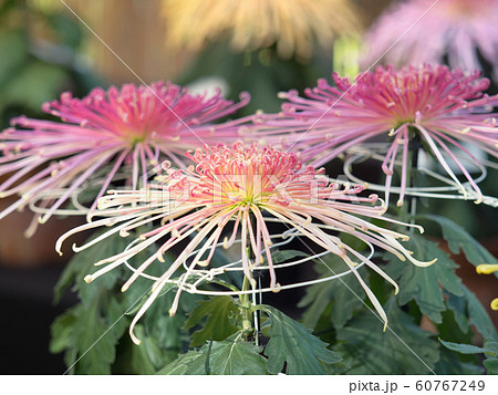菊の花 管物菊 菊の花 管物菊 60767249