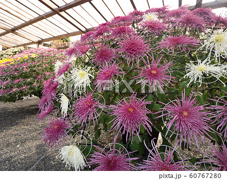 菊の花 千輪咲 菊の花 千輪咲 60767280