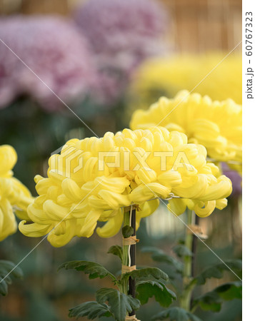 菊の花 60767323