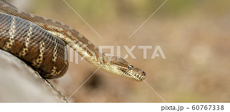 Coastal Carpet Python Coastal Carpet Python 60767338