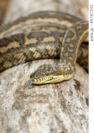 Coastal Carpet Python 60767345