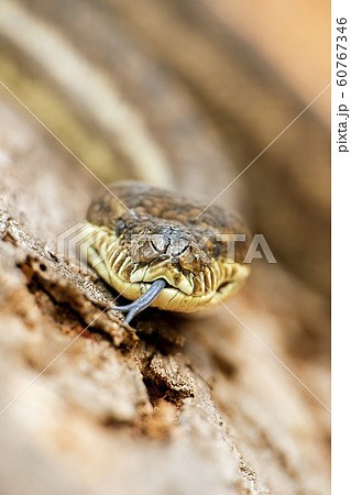 Coastal Carpet Python 60767346