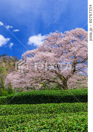 静岡_牛代のみずめ桜満開 60767354