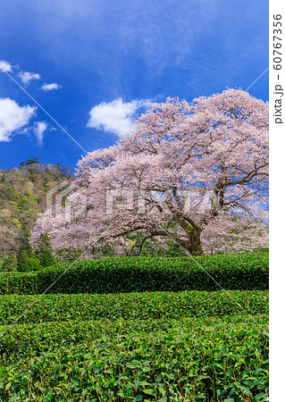 静岡_牛代のみずめ桜満開 静岡_牛代のみずめ桜満開 60767356